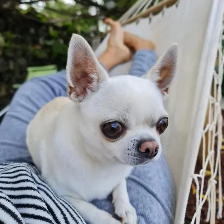 Vakantiehuis Huertos Conect With The Nature & Relax Icod De Los Vinos