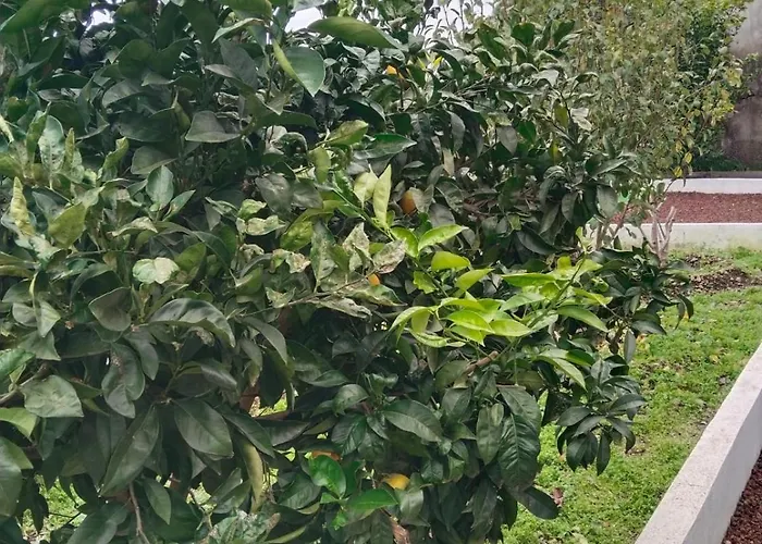 Huertos Conect With The Nature & Relax * Icod De Los Vinos